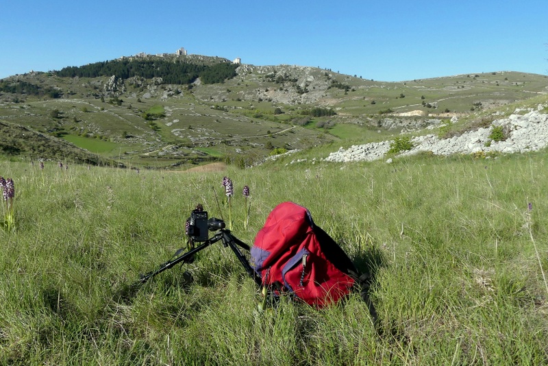 Orchis militaris, Orchis purpurea, Orchis x hybrida  Preappennino aquilano -  2022.